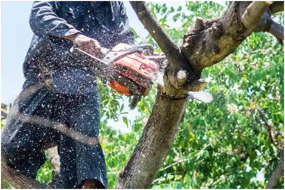 tree services Warrior Run